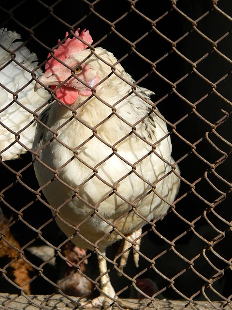 后期阶段尝 后期阶段尝